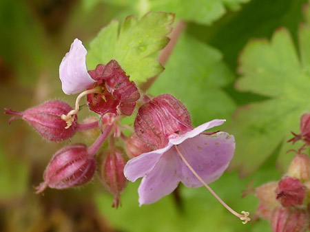 Fleur géranium à grosse racine (Geranium macrorrhizum)