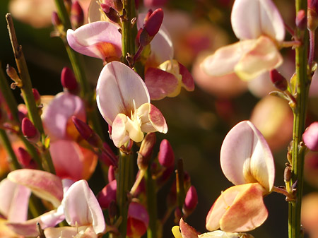 Genêt à balai (Cytisus scoparius)