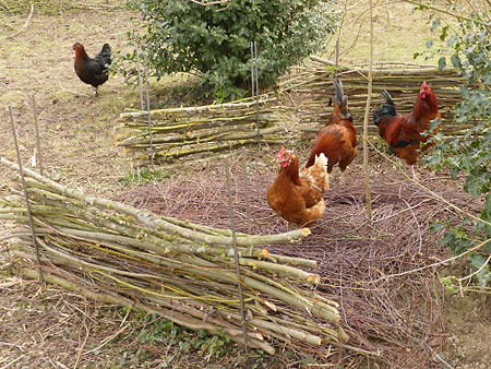 Abri pour poules à base de branchages