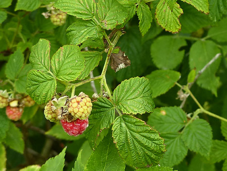 Framboisier (Rubus idaeus)