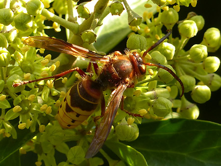 Frelon européen (Vespa crabro) sur lierre