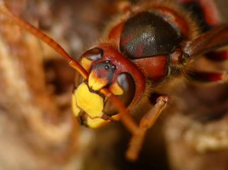 Frelon européen (Vespa crabro)