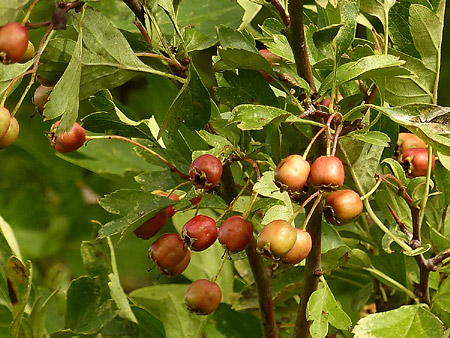 fruits de l'aubépine