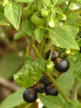 Baies de morelle noire