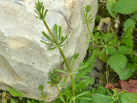 Gaillet gratteron (Galium Aparine)