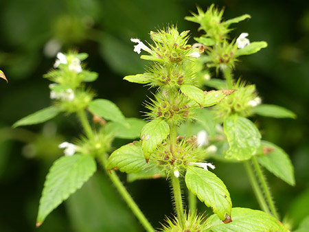 Ortie royale (Galeopsis tetrahit)