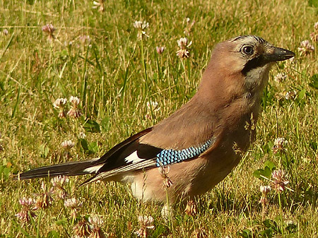 Geai des chênes (Garrulus glandarius)