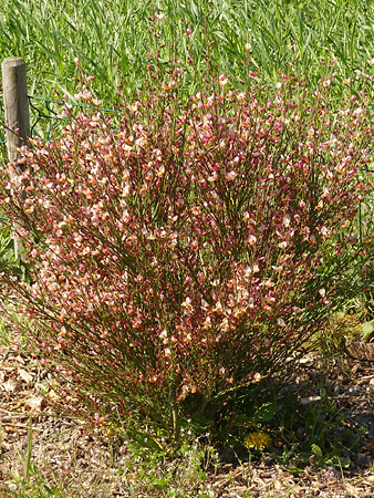 Genêt à balai (Cytisus scoparius)