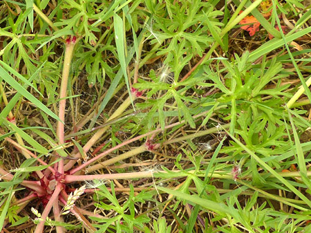 Géranium à fleurs découpées (Geranium Dissectum)