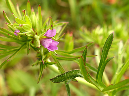 Géranium à fleurs découpées (Geranium Dissectum)