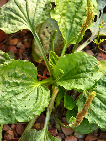 Grand Plantain (Plantago major)