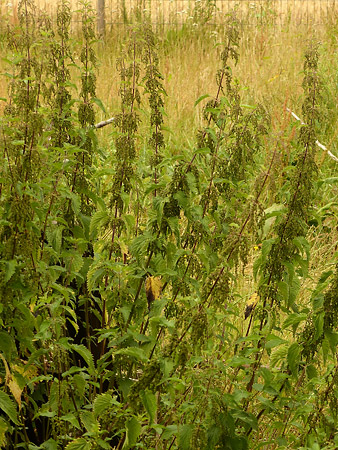 Grande ortie (Urtica dioica)