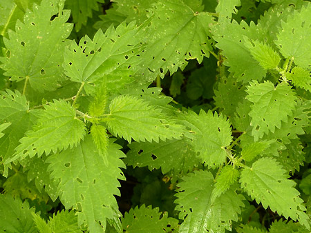 Grande ortie (Urtica dioica)