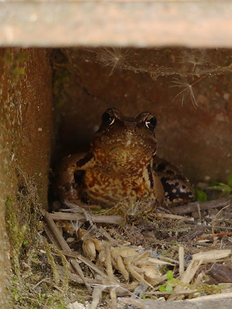 Grenouille rousse dans abri