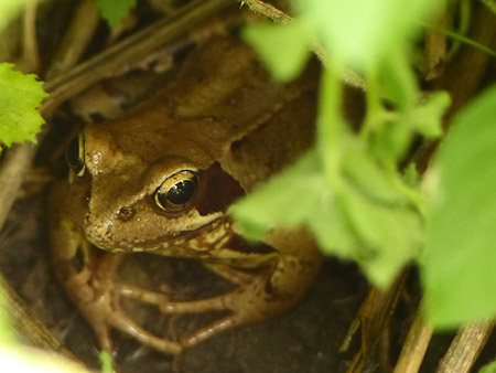 Grenouille rousse (Rana temporaria)