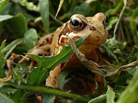 Grenouille rousse (Rana temporaria)