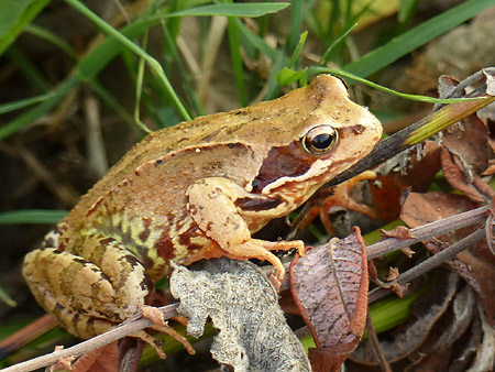 Grenouille rousse (Rana temporaria)