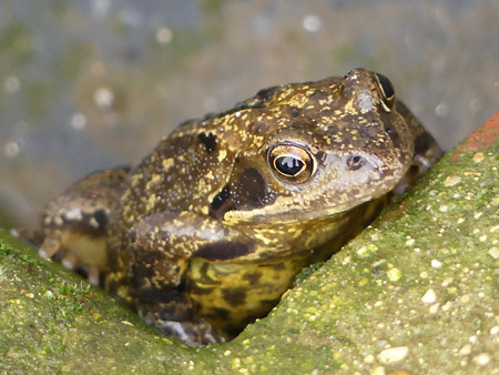 Grenouille rousse (Rana temporaria)