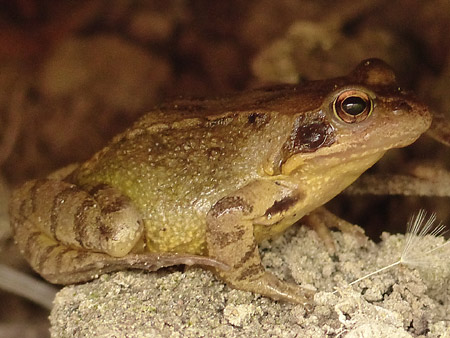 Grenouille rousse (Rana temporaria)