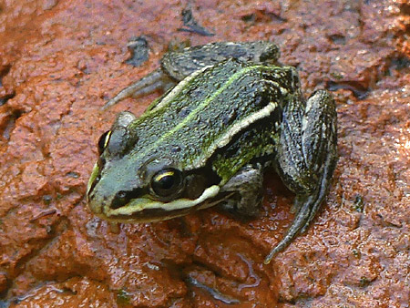 Grenouille verte (Pelophylax sp.)