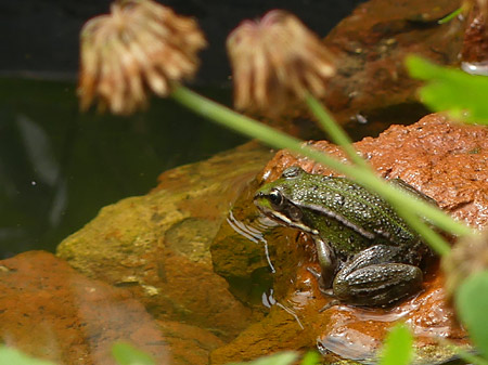 grenouille verte dans micro-mare