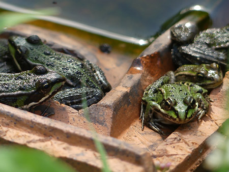 grenouilles vertes en nombre dans micro-mare