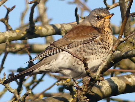 Grive litorne (Turdus pilaris)