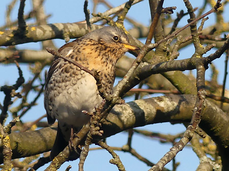 Grive litorne (Turdus pilaris)