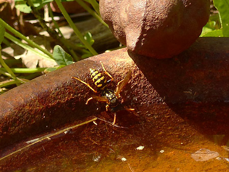 guêpe buvant dans un abreuvoir