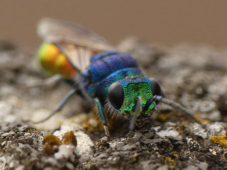 Guêpe coucou (Chrysididae)