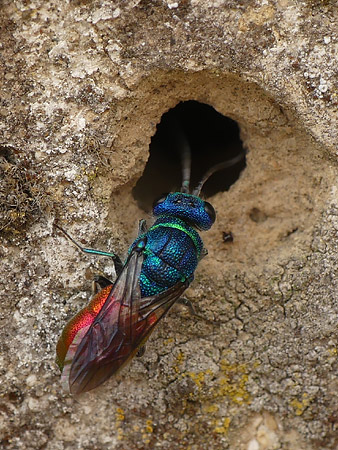 Guêpe coucou (Chrysididae) recherchant un nid à parasiter