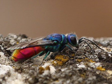 Guêpe coucou (Chrysididae)