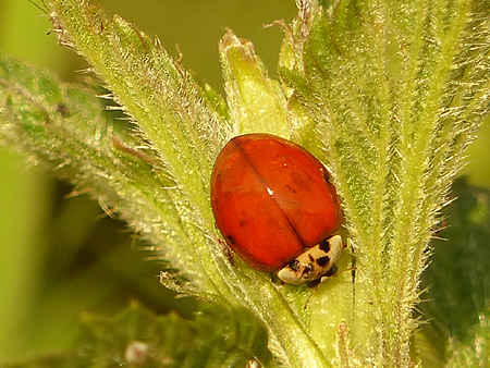 Coccinelle asiatique (Harmonia axyridis)