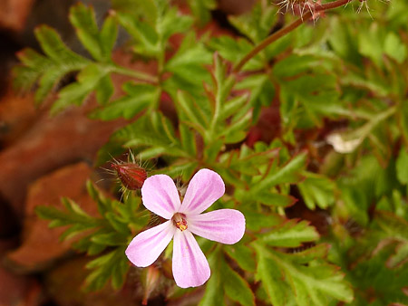 Géranium herbe-à-robert (Geranium robertianum)