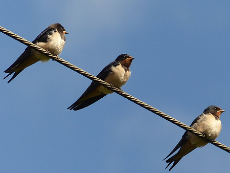 Hirondelle rustique (Hirundo rustica)