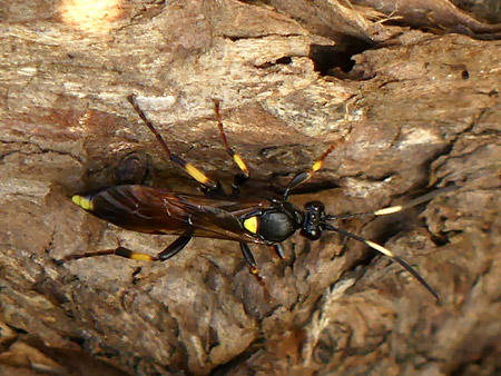 Ichneumon stramentor