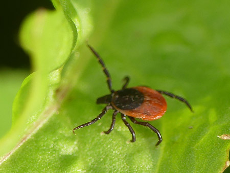 Tique (Ixodes ricinus)