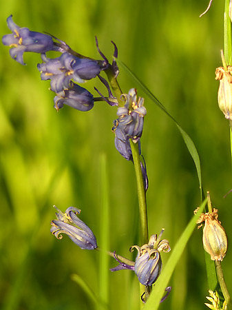 Jacinthe des bois (Hyacinthoides non-scripta)