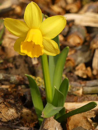 Narcisse jaune (Narcissus pseudonarcissus)