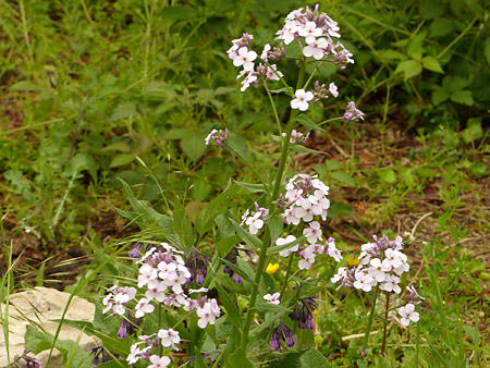 Julienne des dames (Hesperis Matronalis)