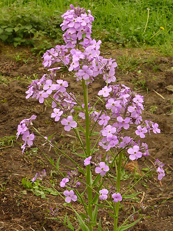 Julienne des dames (Hesperis Matronalis)