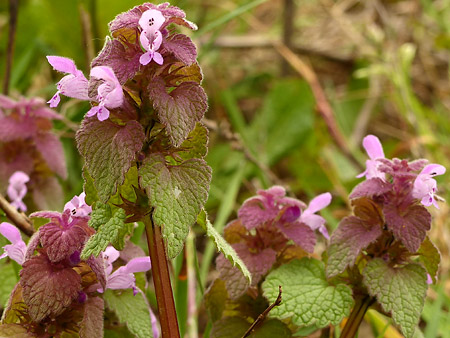 Lamier pourpre (Lamium purpureum)