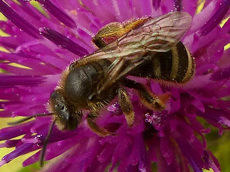 Abeille lasioglosse (Lasioglossum sp.)