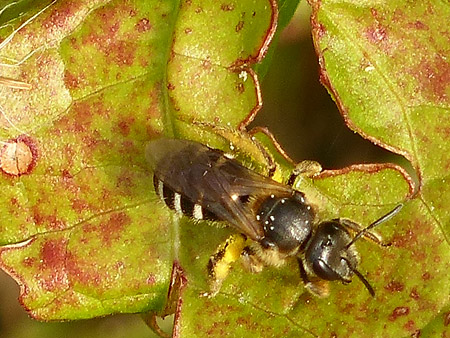 Abeille lasioglosse (Lasioglossum sp.)