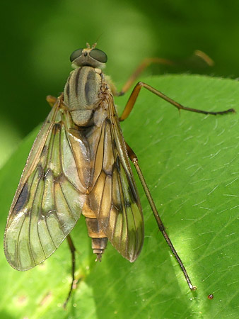 Leptis bécasse (Rhagio scolopaceus)