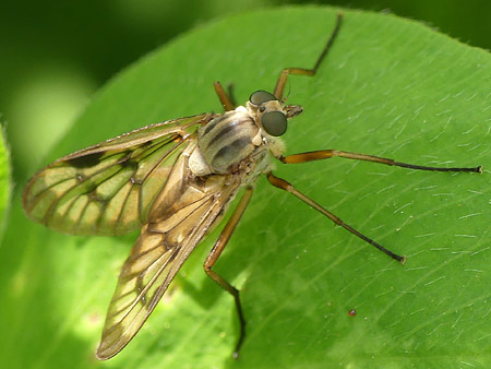 Leptis bécasse (Rhagio scolopaceus)