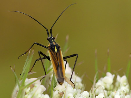 Leptopterna dolabrata