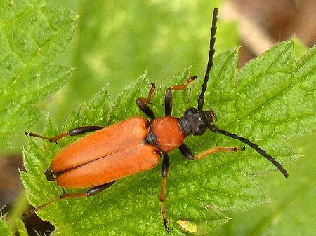 Lepture rouge (Stictoleptura rubra) femelle