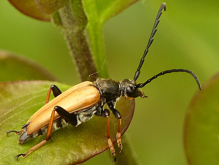 Lepture rouge (Stictoleptura rubra) mâle