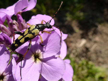 Lepture tacheté (Rutpela maculata)